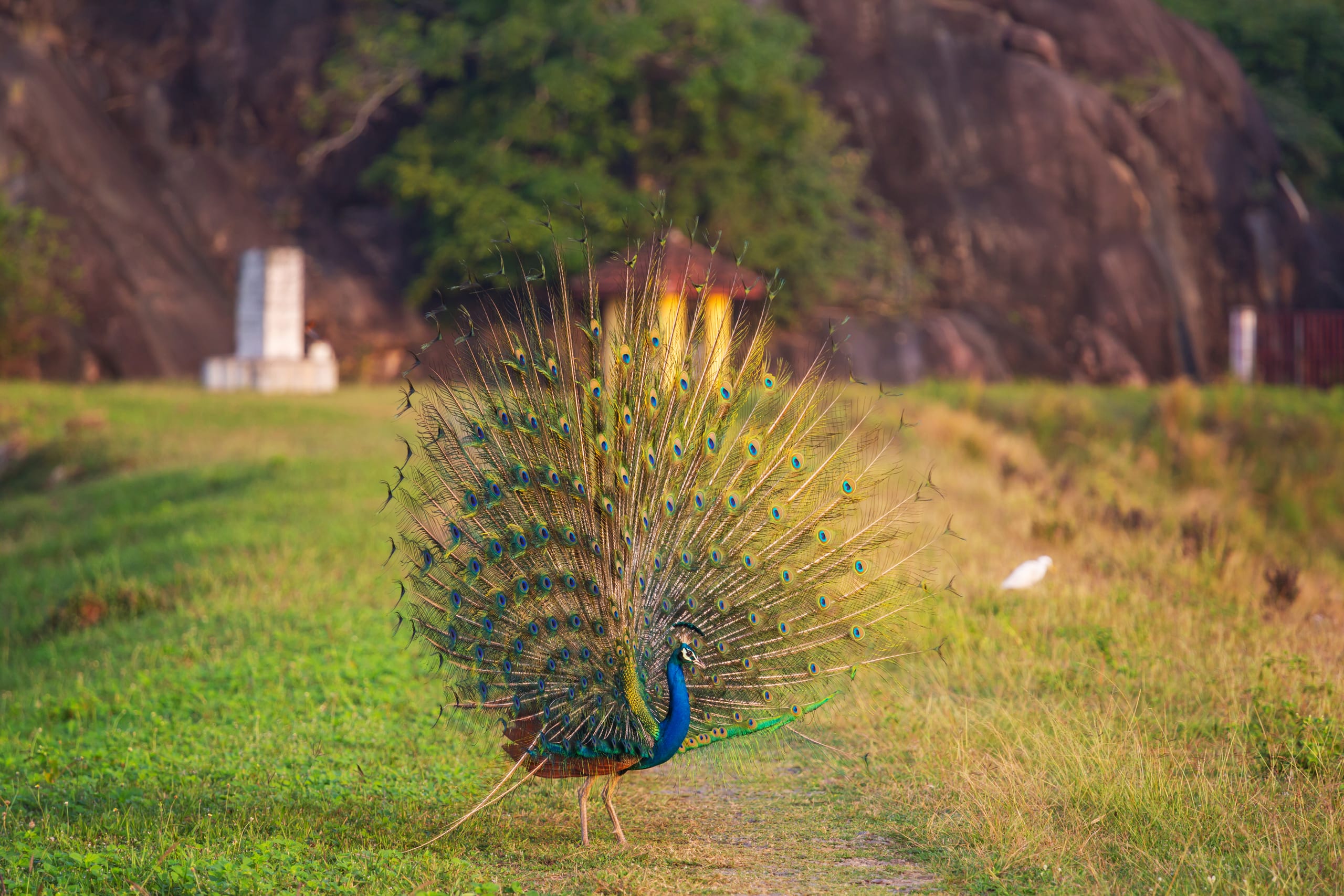 Wild Sri Lanka & Ancient Kingdoms
